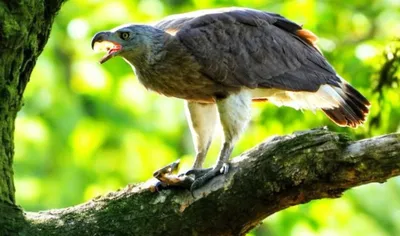 assam  rare grey headed fish eagle sighted in kaziranga