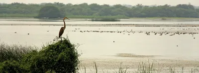 india adds five more wetlands to its list of ramsar sites