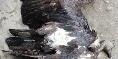 assam  four white rumped vultures found dead in lakhimpur  poisoning suspected