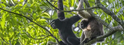 saving india’s only ape  the hoolock gibbon