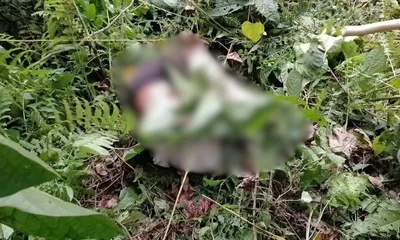 tragedy near assam s dwarmara reserve  villager killed by wild elephant