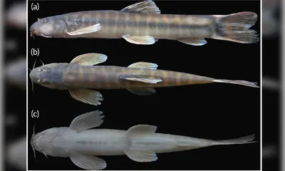 new cave fish  schistura densiclava  discovered in meghalaya s krem mawjymbuin