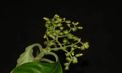 new plant species discovered near guwahati underscores biodiversity of assam’s garbhanga forest