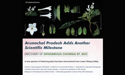 arunachal  new flowering plant discovered in lower dibang valley  named after deputy cm