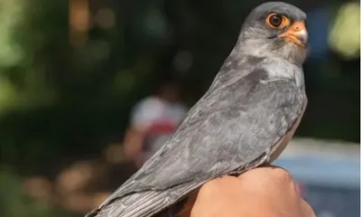 manipur  thousands of migratory amur falcons arrive in tamenglong  officials report