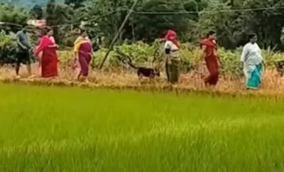manipur  farmers flee paddy fields after gunfire in imphal east