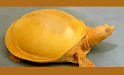 rare yellow turtle rescued from nagaon  shifted to assam state zoo
