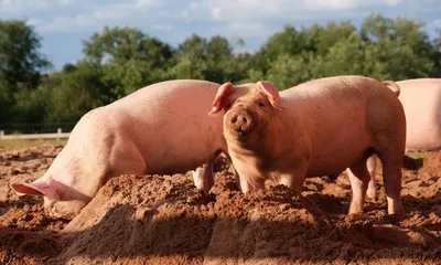 assam  asf hits tinsukia  pigs culled  pork sales banned for 30 days