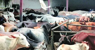 assam  bsf seizes 20 cattle heads from indo bangladesh border