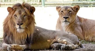 akbar sita row  tripura forest official suspended over lion naming controversy