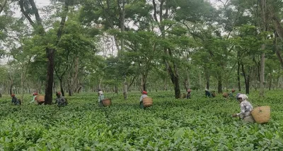 tea garden girls for sale  the trafficking of adivasi girls from assam