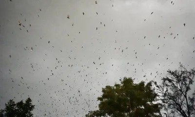 assam  amur falcon  ruddy shelduck  seagulls sighted in umrongso  authorities enforce protection