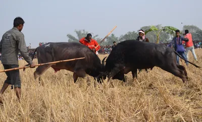 assam  buffalo fight prevented in morigaon  following peta india appeal