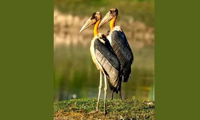 ‘don’t call me ugly  call me cleaner’  assam observes state adjutant day