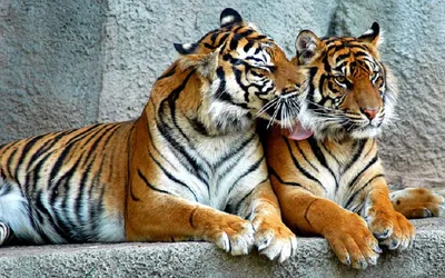 tripura sepahijala zoo set to get a pair of royal bengal tigers from siliguri zoo