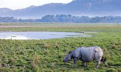 assam  kaziranga grasslands shrink by 318 sq km in 110 years  threatening wildlife