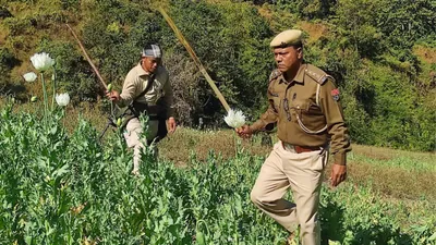 manipur  26 acres of poppy cultivation destroyed in kangpokpi