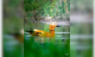ruddy shelduck spotted in sualkuchi  experts warn of shrinking wetlands in assam