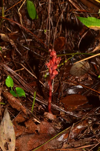 meghalaya  rare ‘ghost orchid’ rediscovered after 175 years
