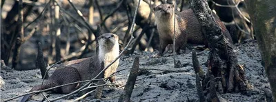 insufficient data hinders otter conservation in northeast india