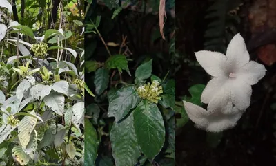 arunachal pradesh’s hidden forests reveal three fragile new species