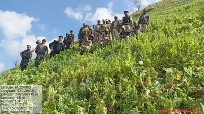 manipur  8 8 acres of poppy cultivation destroyed in churachandpur