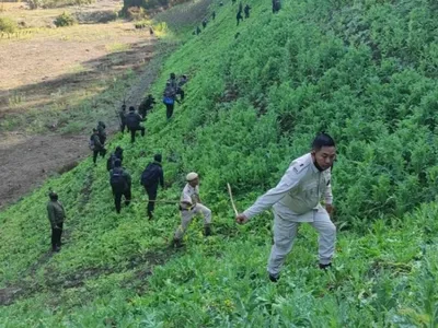 manipur  35 acres of poppy cultivation destroyed in kangpokpi