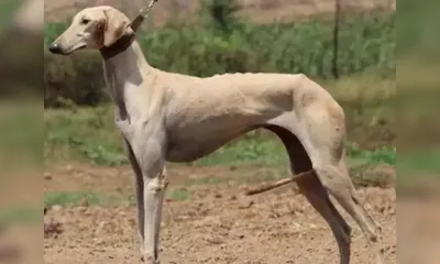 tripura  rampur hound introduced in bsf dog squad