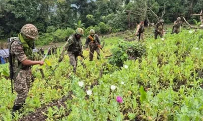 manipur  security forces destroy 30 acres of illegal poppy cultivation in kangpokpi district