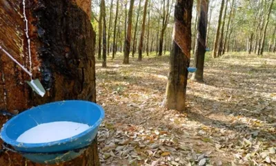 northeast adds 1 79 lakh hectares of rubber plantations in five years under industry backed project