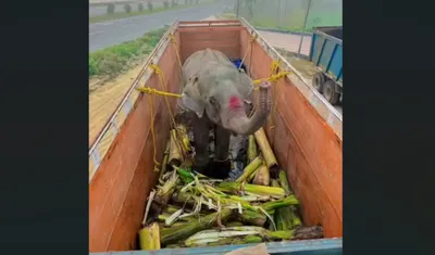 assam elephant transported to rajasthan without clearance  cwlw vinay gupta’s role under scanner