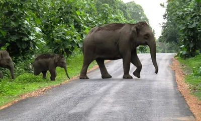arunachal  elephant attack kills two people in tirap
