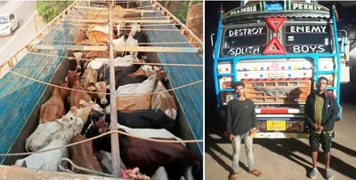 assam  44 cattle heads rescued from being illegally transported at jorabat  