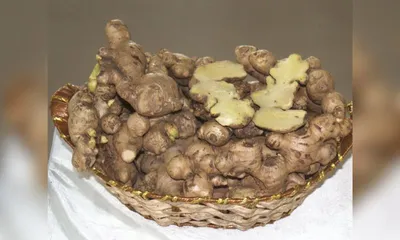 nagaland university researchers develop new high yield ginger variety