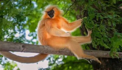 assam  golden langur habitat at risk as forest dept approves tower lines