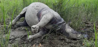 assam  rhino found dead in kaziranga national park