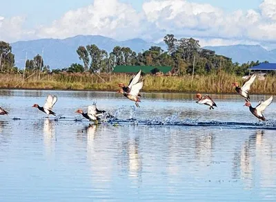 manipur  footfall of migratory birds in loktak decreased in recent years