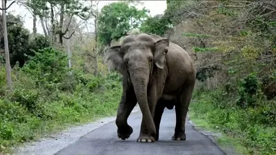 assam  wild jumbo tramples one to death in drupang