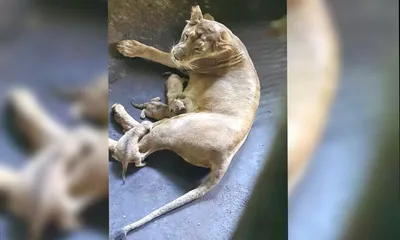 assam state zoo welcomes four asiatic lion cubs