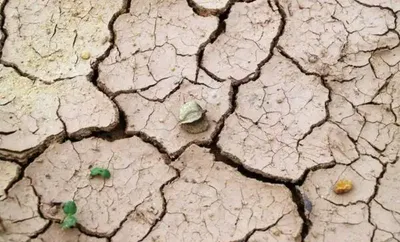 assam tea industry hit by drought like conditions and rainfall deficit