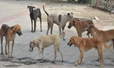 three nagaland dog meat wholesalers quit trade after more than two decades