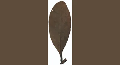 a 24 million year old leaf from assam rewrites the story of a southeast asian plant