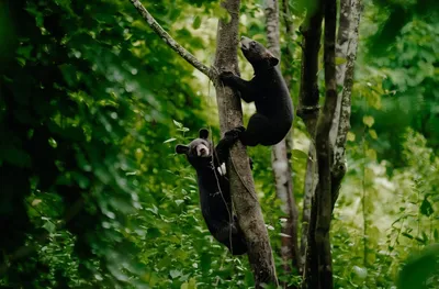 back to the wild  rescued asiatic black bear cubs released in dehing patkai