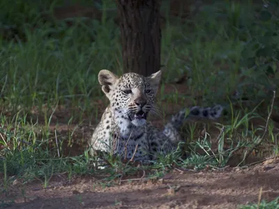 assam  two leopard cubs rescued in dibrugarh