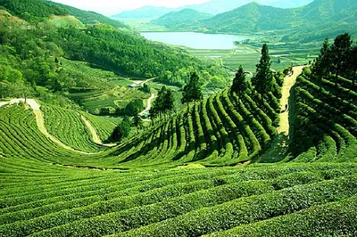 assam plans 3  reservation for tea tribe  adivasi communities in teacher recruitment