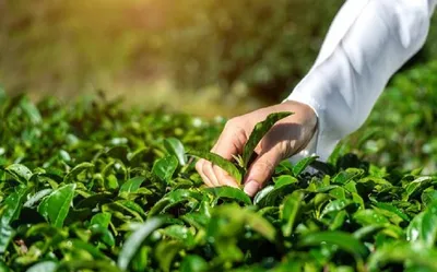 assam  tai endorses dust tea auction  calls for industry unity