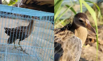 assam  rare watercock rescued and released in tinsukia district