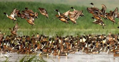 assam  bird killings persist in panidihing bird sanctuary