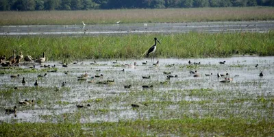 biodiversity conservation strategies in northeast india