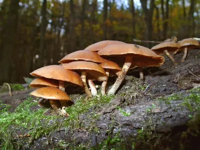 assam  eight ill after consuming unknown mushrooms in golaghat